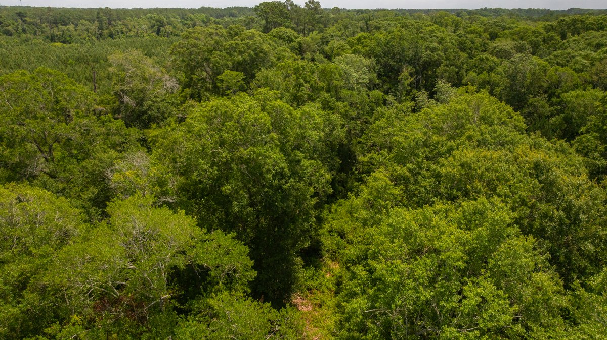 Image for 60.697+/- Acres - Private Homesite & Recreational Tract - Beautiful Hardwoods & Okapilco Creek Frontage