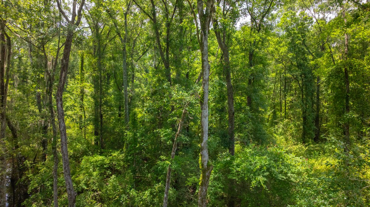 Image for 60.697+/- Acres - Private Homesite & Recreational Tract - Beautiful Hardwoods & Okapilco Creek Frontage