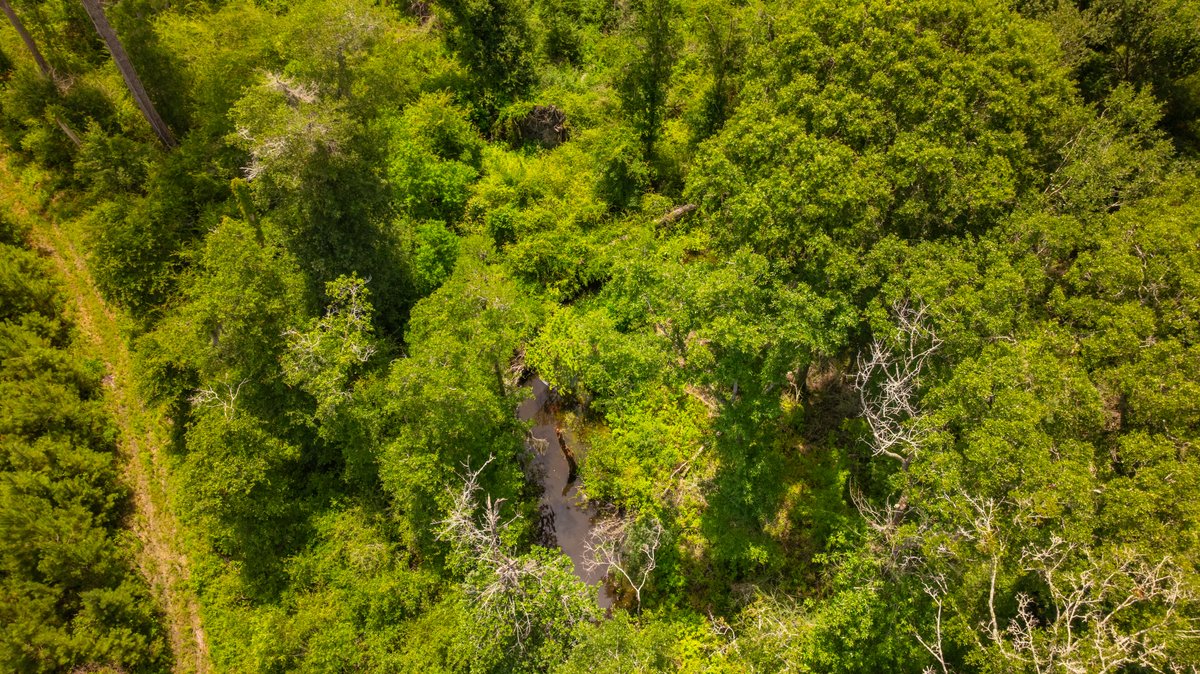 Image for 60.697+/- Acres - Private Homesite & Recreational Tract - Beautiful Hardwoods & Okapilco Creek Frontage