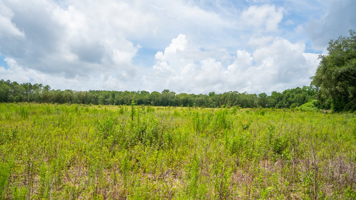 Image for 60.697+/- Acres - Private Homesite & Recreational Tract - Beautiful Hardwoods & Okapilco Creek Frontage