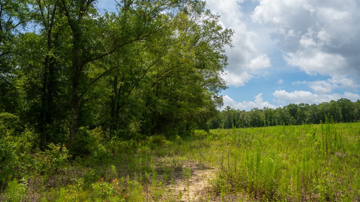Image for 60.697+/- Acres - Private Homesite & Recreational Tract - Beautiful Hardwoods & Okapilco Creek Frontage
