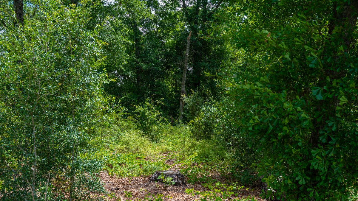 Image for 60.697+/- Acres - Private Homesite & Recreational Tract - Beautiful Hardwoods & Okapilco Creek Frontage