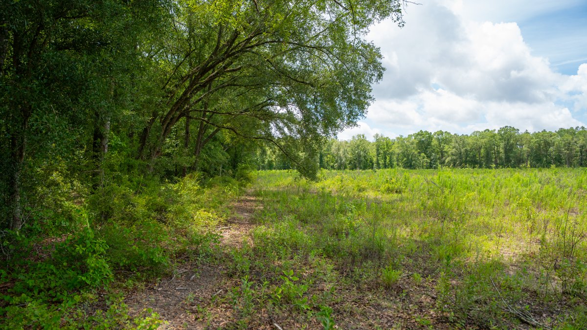 Image for 60.697+/- Acres - Private Homesite & Recreational Tract - Beautiful Hardwoods & Okapilco Creek Frontage