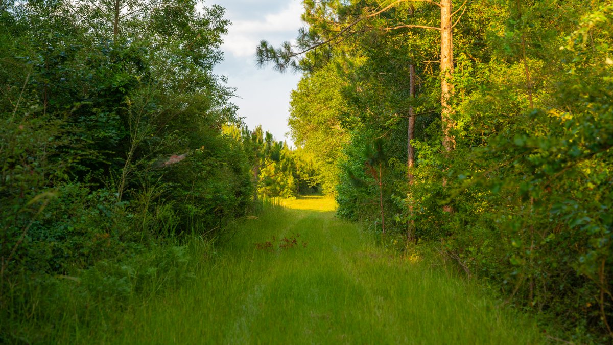 Image for 378 +/- Acres - The Lime Creek Place - (2) Prime Crisp County Recreational Tracts - Offered Divided & As a Whole