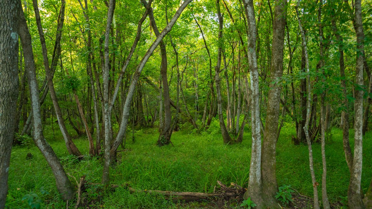 Image for 378 +/- Acres - The Lime Creek Place - (2) Prime Crisp County Recreational Tracts - Offered Divided & As a Whole