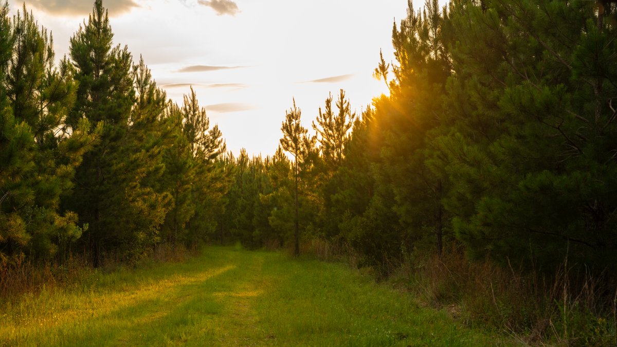 Image for 378 +/- Acres - The Lime Creek Place - (2) Prime Crisp County Recreational Tracts - Offered Divided & As a Whole