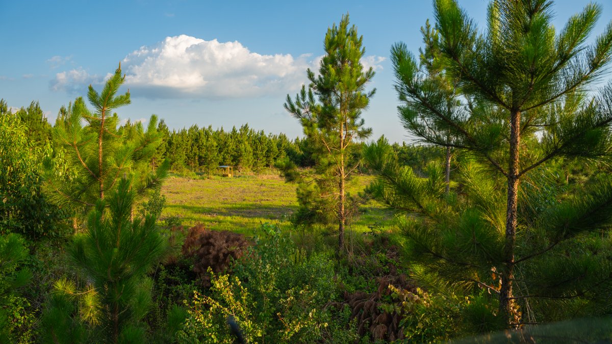 Image for 378 +/- Acres - The Lime Creek Place - (2) Prime Crisp County Recreational Tracts - Offered Divided & As a Whole
