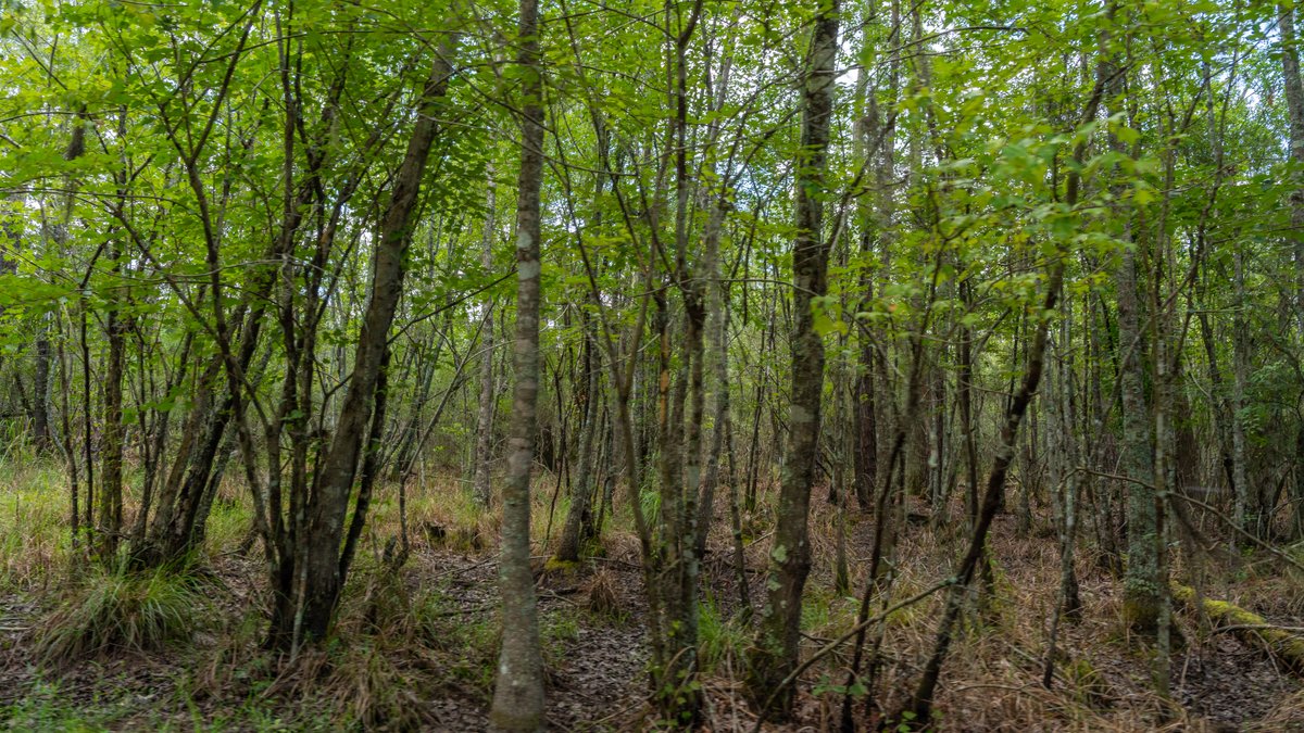 Image for 77± Acres - The Val Del Tract - Recreational and Homesite Opportunity