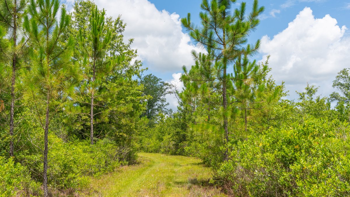 Image for 77± Acres - The Val Del Tract - Recreational and Homesite Opportunity