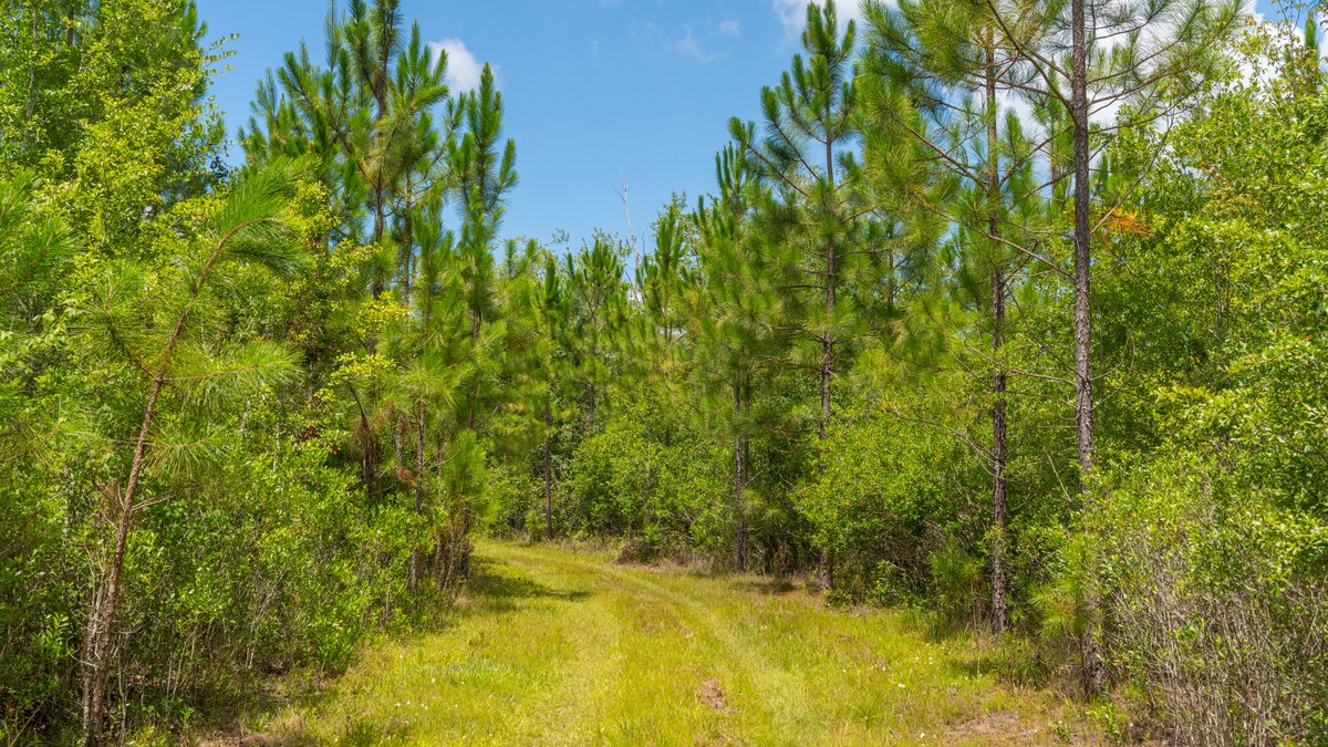 Image for 77± Acres - The Val Del Tract - Recreational and Homesite Opportunity