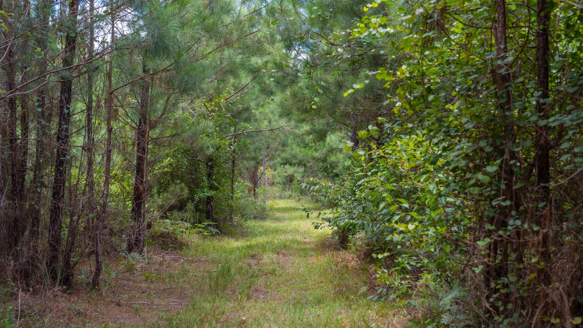 Image for 77± Acres - The Val Del Tract - Recreational and Homesite Opportunity
