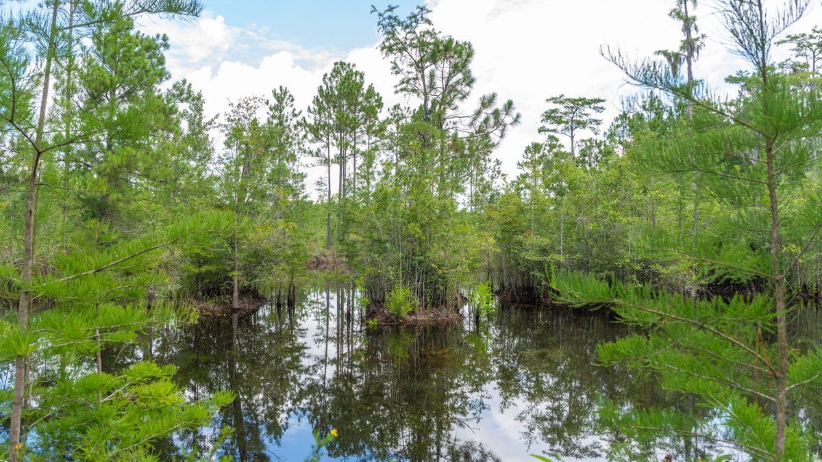Image for 77± Acres - The Val Del Tract - Recreational and Homesite Opportunity
