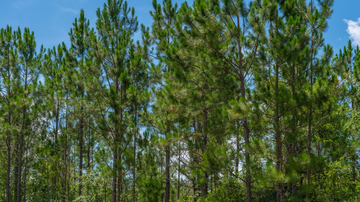 Image for 77± Acres - The Val Del Tract - Recreational and Homesite Opportunity