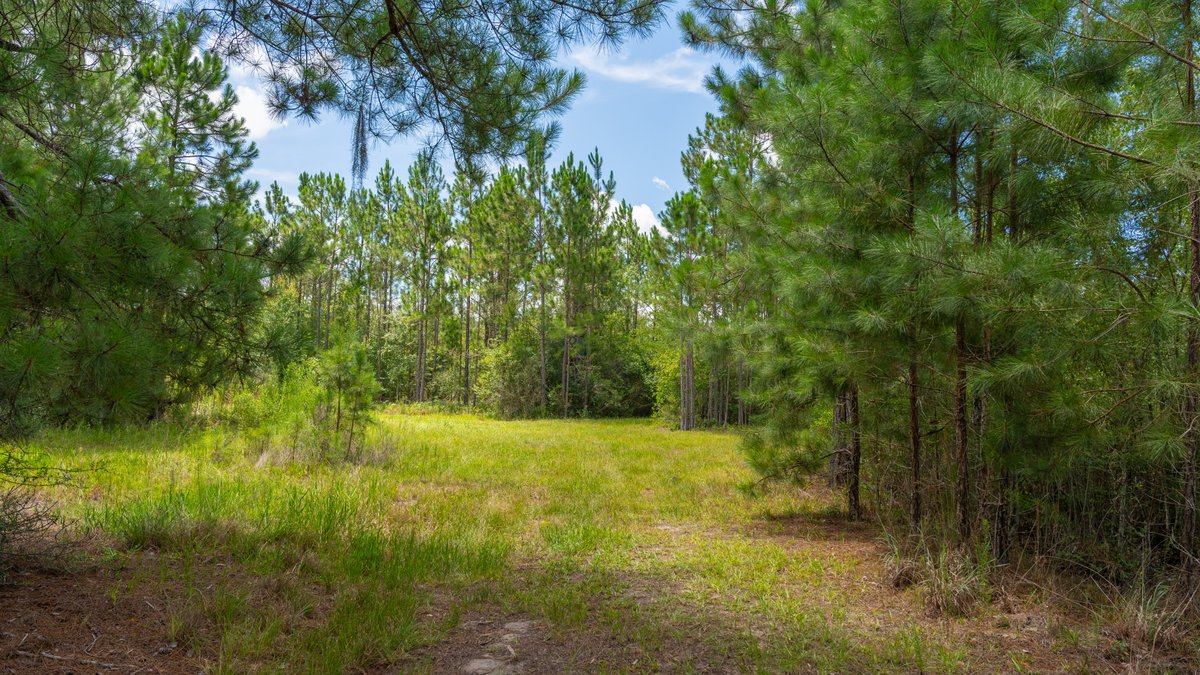 Image for 77± Acres - The Val Del Tract - Recreational and Homesite Opportunity