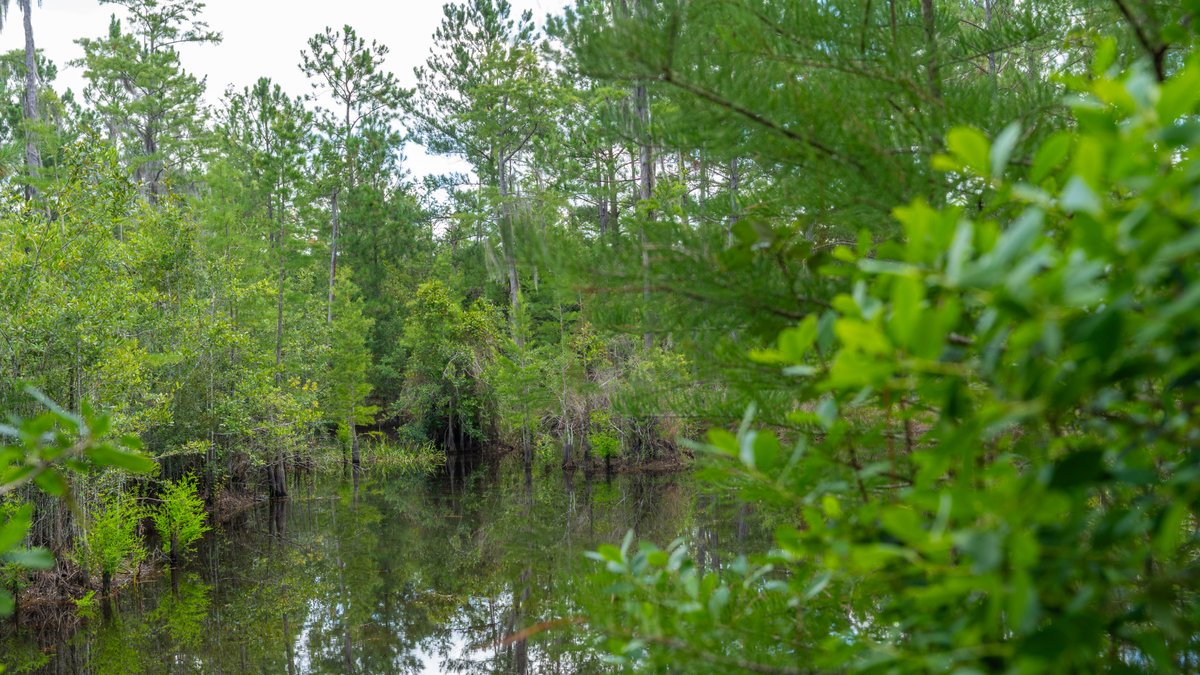 Image for 77± Acres - The Val Del Tract - Recreational and Homesite Opportunity