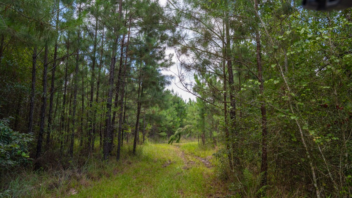Image for 77± Acres - The Val Del Tract - Recreational and Homesite Opportunity