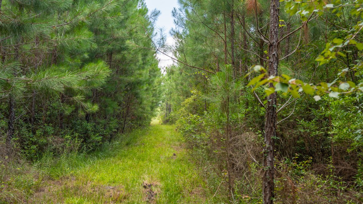Image for 77± Acres - The Val Del Tract - Recreational and Homesite Opportunity