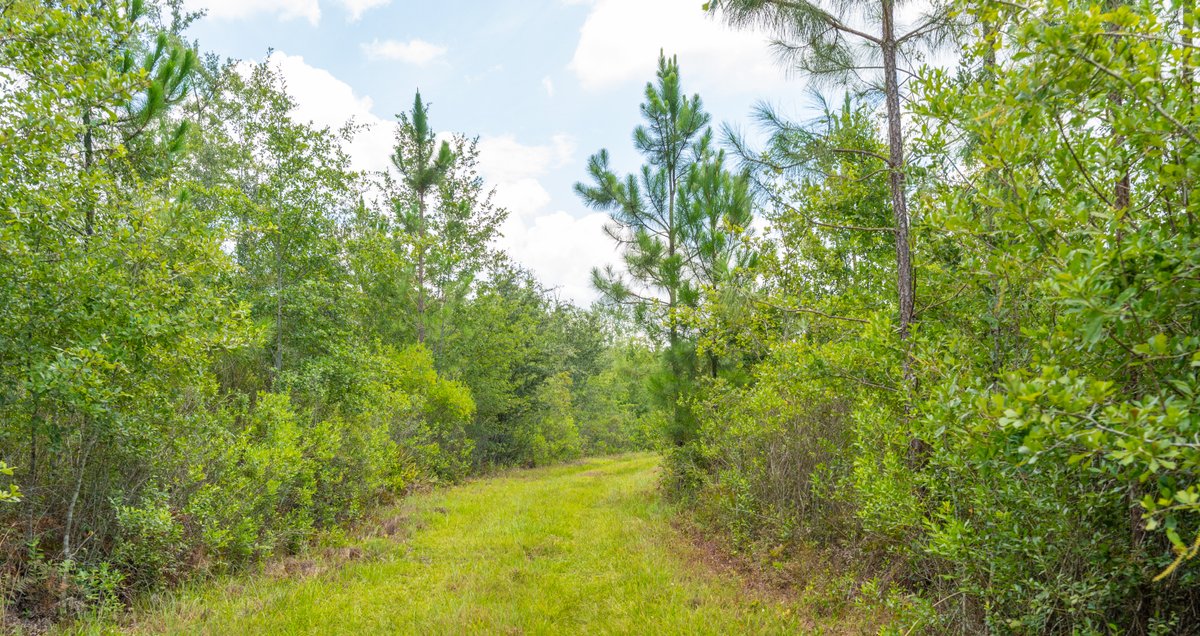 Image for 77± Acres - The Val Del Tract - Recreational and Homesite Opportunity