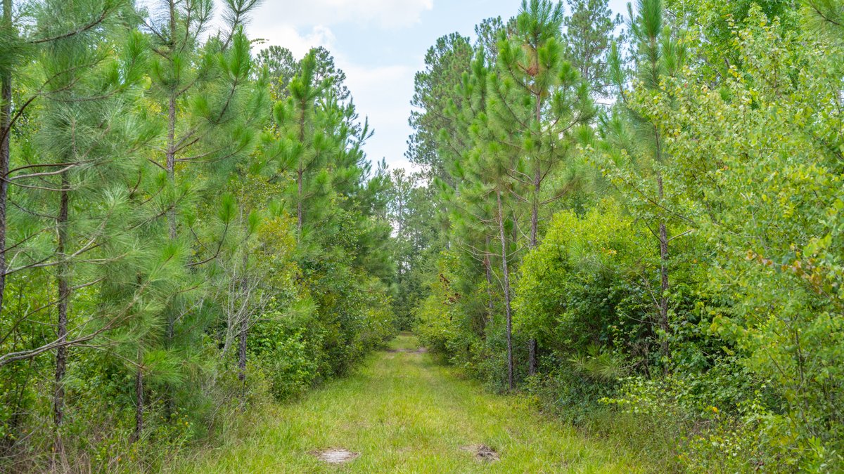 Image for 77± Acres - The Val Del Tract - Recreational and Homesite Opportunity