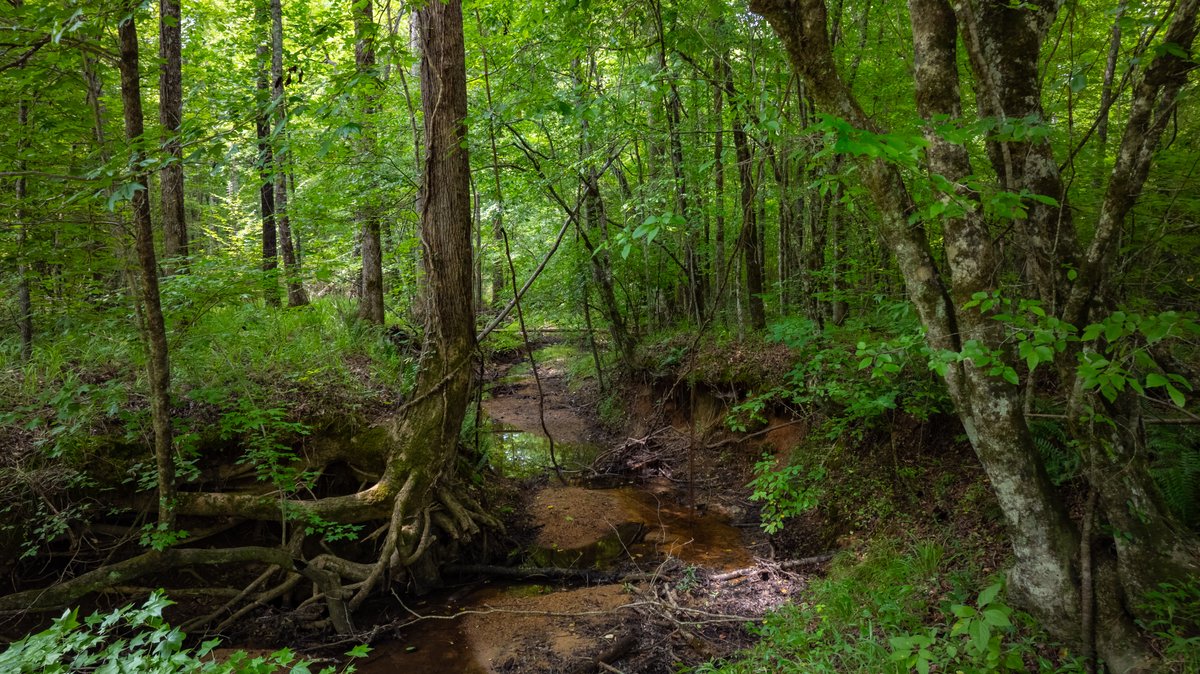 Image for The Martin Branch Retreat - 227± Acres - Crawford County, Georgia - Exceptional Hunting, Homesite Opportunities & Timber Investment