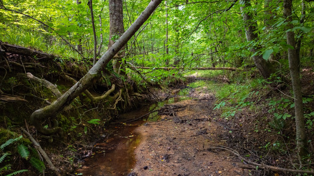 Image for The Martin Branch Retreat - 227± Acres - Crawford County, Georgia - Exceptional Hunting, Homesite Opportunities & Timber Investment