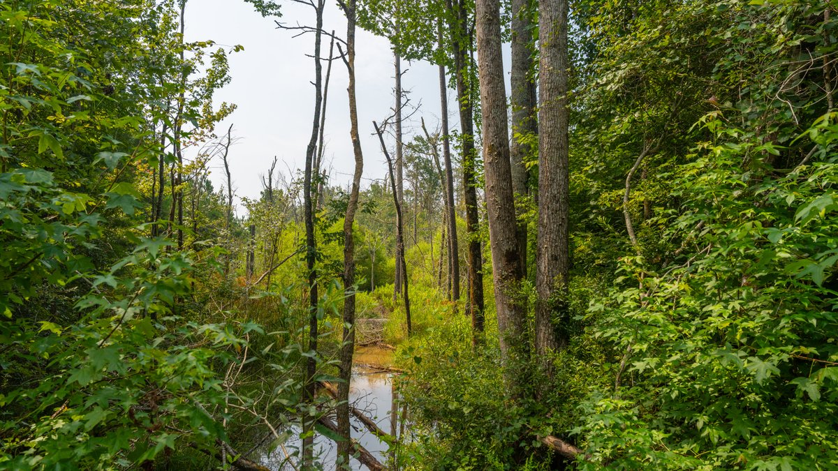 Image for The Martin Branch Retreat - 227± Acres - Crawford County, Georgia - Exceptional Hunting, Homesite Opportunities & Timber Investment