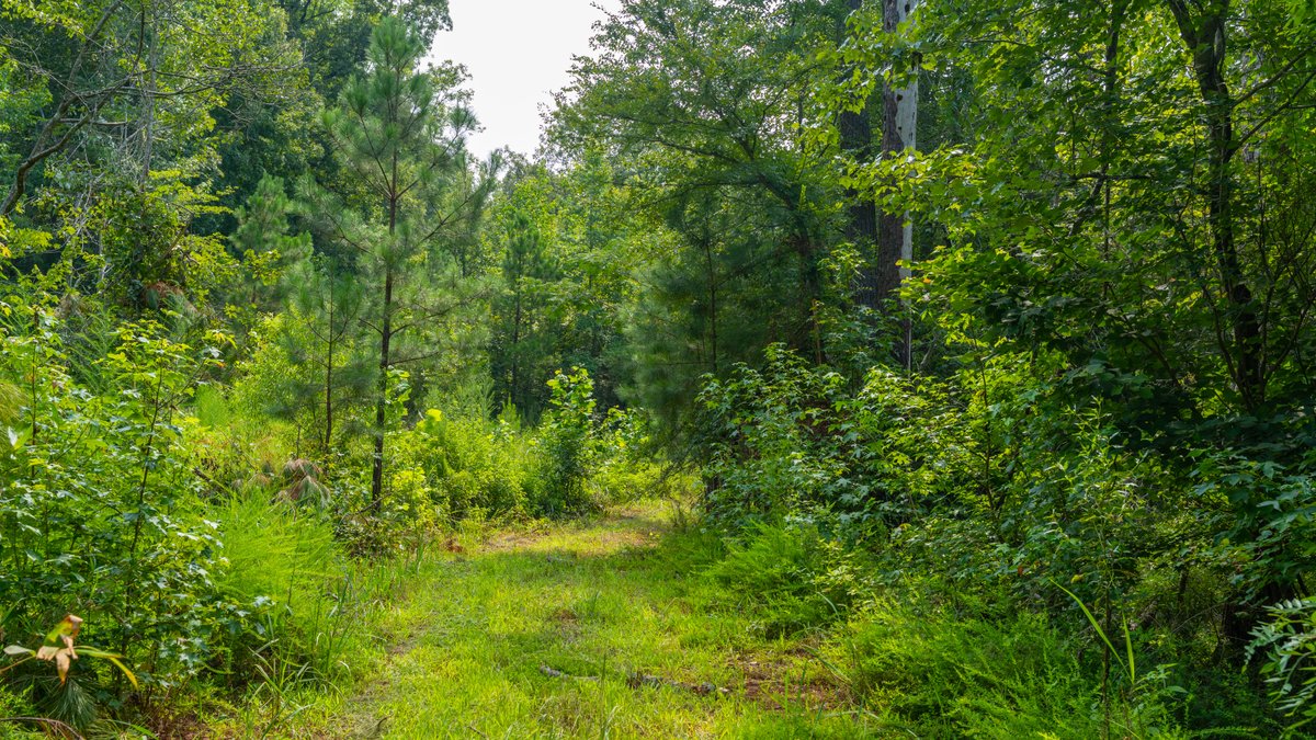 Image for The Martin Branch Retreat - 227± Acres - Crawford County, Georgia - Exceptional Hunting, Homesite Opportunities & Timber Investment