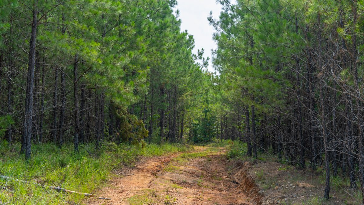 Image for The Martin Branch Retreat - 227± Acres - Crawford County, Georgia - Exceptional Hunting, Homesite Opportunities & Timber Investment
