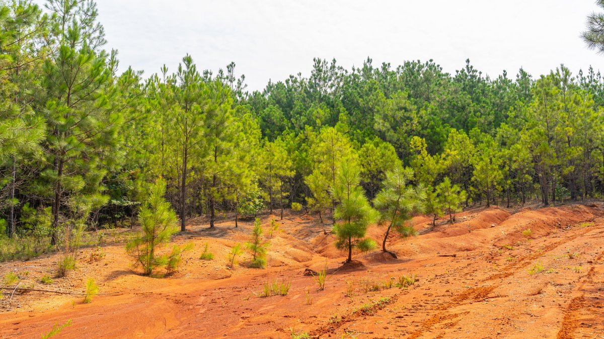Image for The Martin Branch Retreat - 227± Acres - Crawford County, Georgia - Exceptional Hunting, Homesite Opportunities & Timber Investment