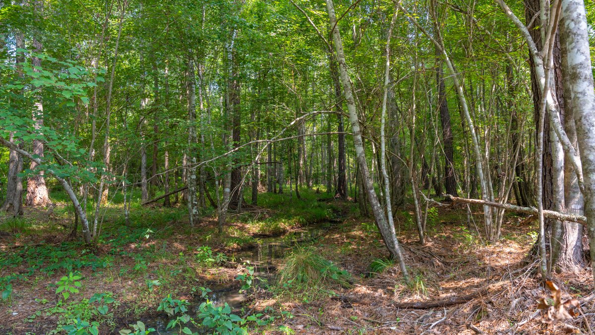 Image for The Martin Branch Retreat - 227± Acres - Crawford County, Georgia - Exceptional Hunting, Homesite Opportunities & Timber Investment