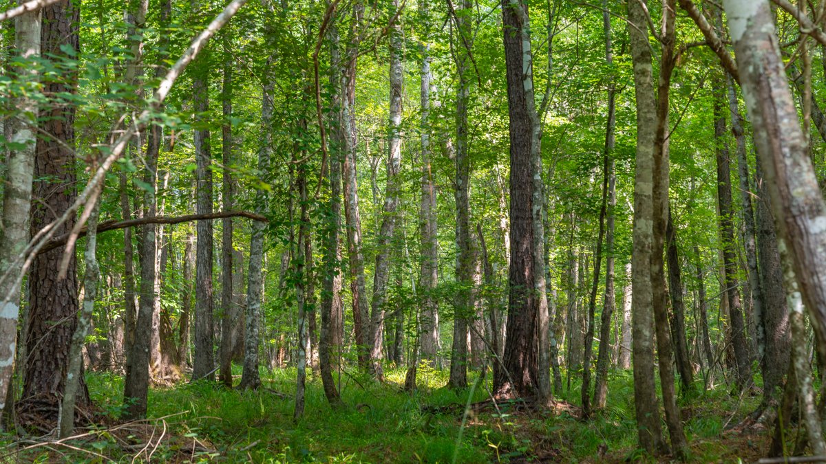 Image for The Martin Branch Retreat - 227± Acres - Crawford County, Georgia - Exceptional Hunting, Homesite Opportunities & Timber Investment