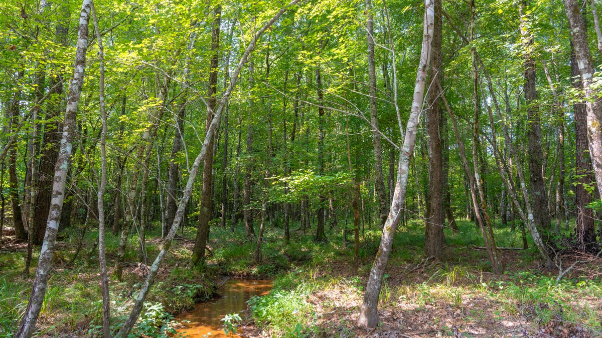 Image for The Martin Branch Retreat - 227± Acres - Crawford County, Georgia - Exceptional Hunting, Homesite Opportunities & Timber Investment