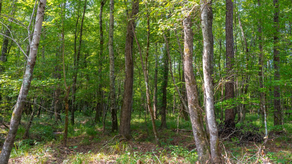 Image for The Martin Branch Retreat - 227± Acres - Crawford County, Georgia - Exceptional Hunting, Homesite Opportunities & Timber Investment