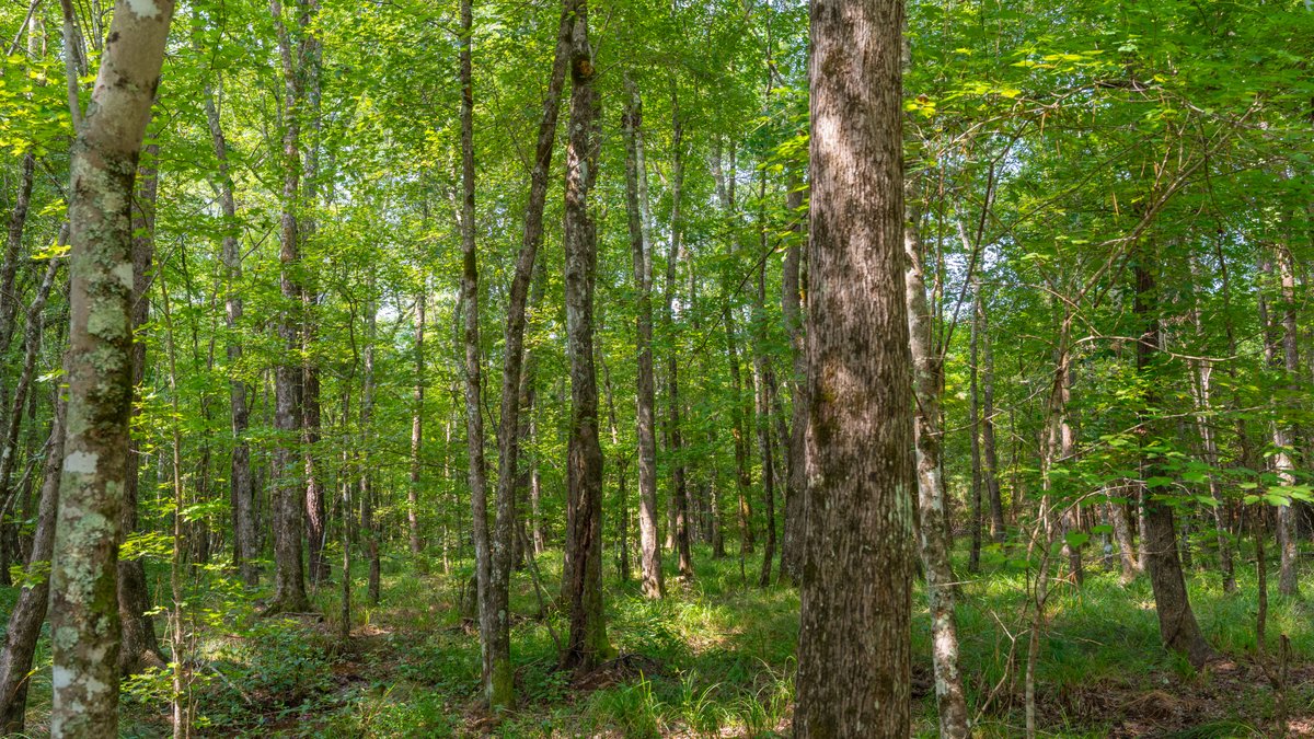 Image for The Martin Branch Retreat - 227± Acres - Crawford County, Georgia - Exceptional Hunting, Homesite Opportunities & Timber Investment