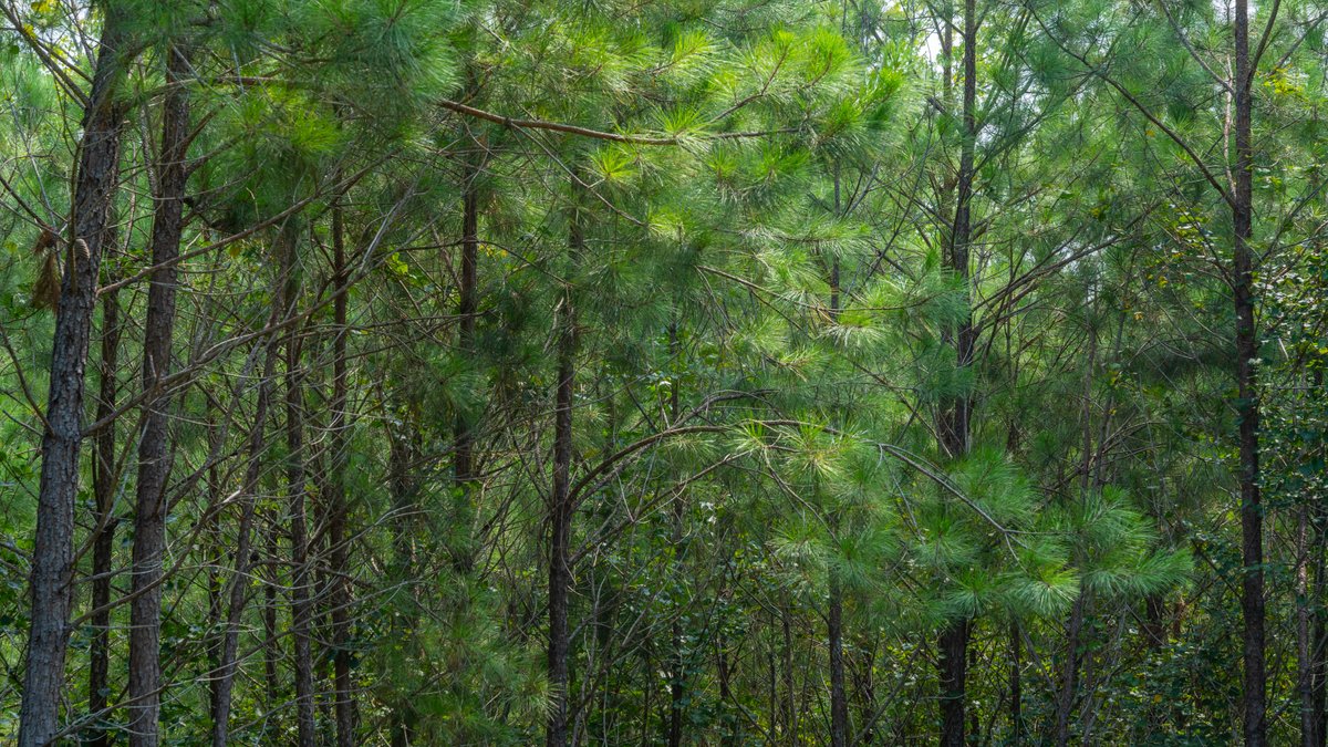 Image for The Martin Branch Retreat - 227± Acres - Crawford County, Georgia - Exceptional Hunting, Homesite Opportunities & Timber Investment