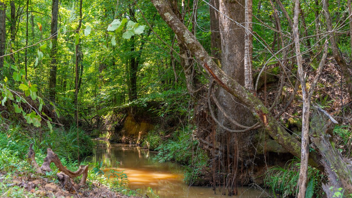Image for The Martin Branch Retreat - 227± Acres - Crawford County, Georgia - Exceptional Hunting, Homesite Opportunities & Timber Investment