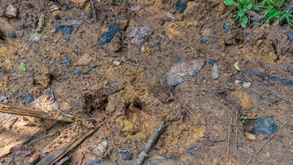 Image for The Martin Branch Retreat - 227± Acres - Crawford County, Georgia - Exceptional Hunting, Homesite Opportunities & Timber Investment
