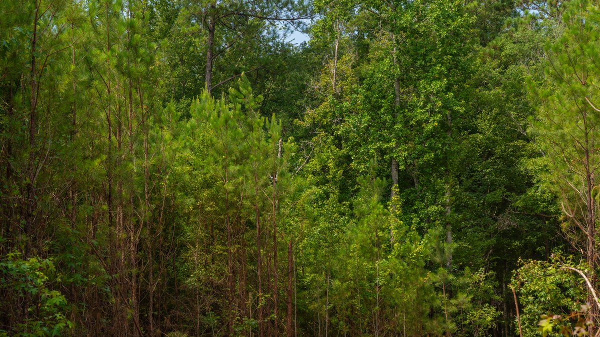 Image for The Martin Branch Retreat - 227± Acres - Crawford County, Georgia - Exceptional Hunting, Homesite Opportunities & Timber Investment
