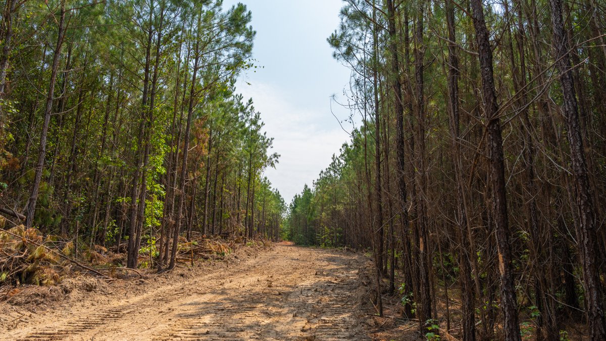 Image for The Martin Branch Retreat - 227± Acres - Crawford County, Georgia - Exceptional Hunting, Homesite Opportunities & Timber Investment