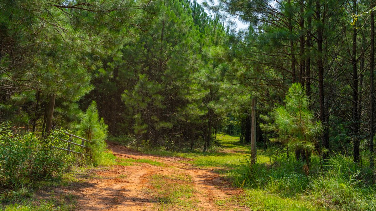 Image for The Martin Branch Retreat - 227± Acres - Crawford County, Georgia - Exceptional Hunting, Homesite Opportunities & Timber Investment