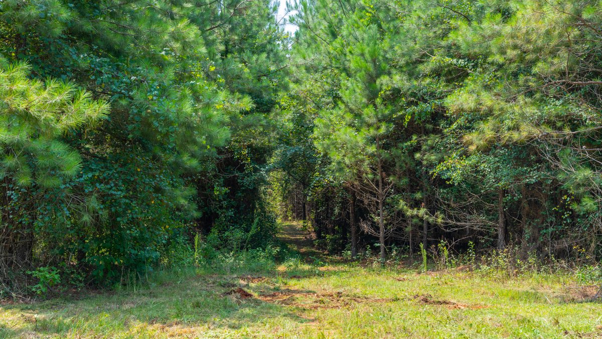 Image for The Martin Branch Retreat - 227± Acres - Crawford County, Georgia - Exceptional Hunting, Homesite Opportunities & Timber Investment