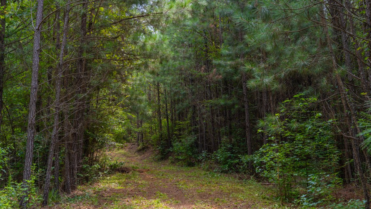 Image for The Martin Branch Retreat - 227± Acres - Crawford County, Georgia - Exceptional Hunting, Homesite Opportunities & Timber Investment