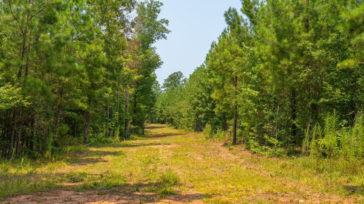 Image for The Martin Branch Retreat - 227± Acres - Crawford County, Georgia - Exceptional Hunting, Homesite Opportunities & Timber Investment