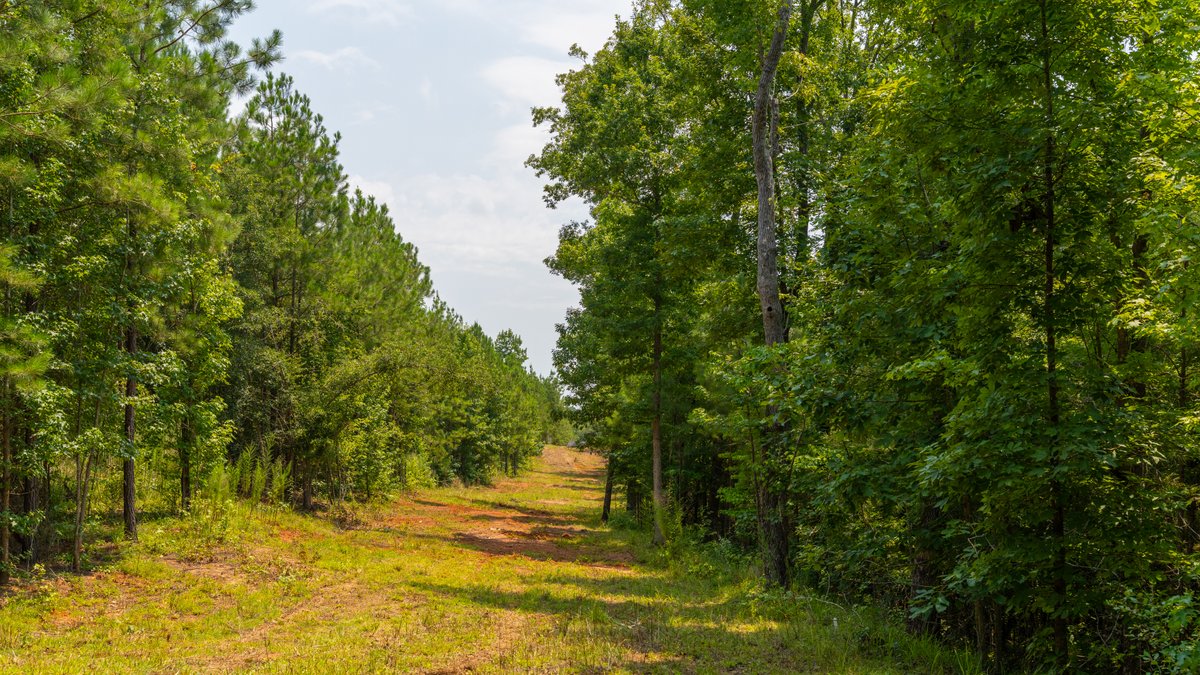 Image for The Martin Branch Retreat - 227± Acres - Crawford County, Georgia - Exceptional Hunting, Homesite Opportunities & Timber Investment