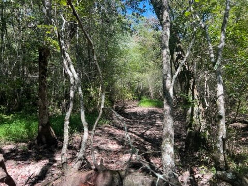 Image for The Moore Farm - 258± Acres - Row Crop Farmland, Timber, Creek Bottoms, & Food Plots - Premier Recreational Tracts w/ Improvements