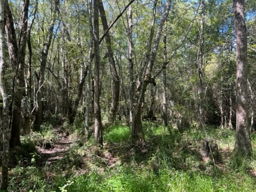 Image for The Moore Farm - 258± Acres - Row Crop Farmland, Timber, Creek Bottoms, & Food Plots - Premier Recreational Tracts w/ Improvements