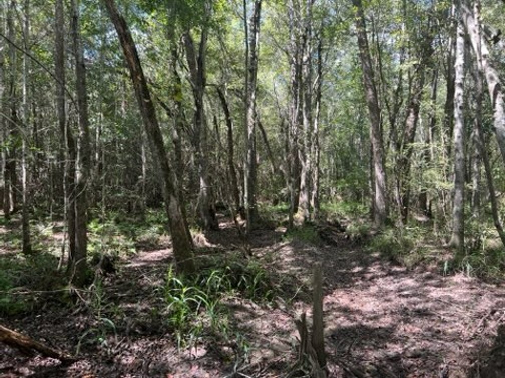 Image for The Moore Farm - 258± Acres - Row Crop Farmland, Timber, Creek Bottoms, & Food Plots - Premier Recreational Tracts w/ Improvements