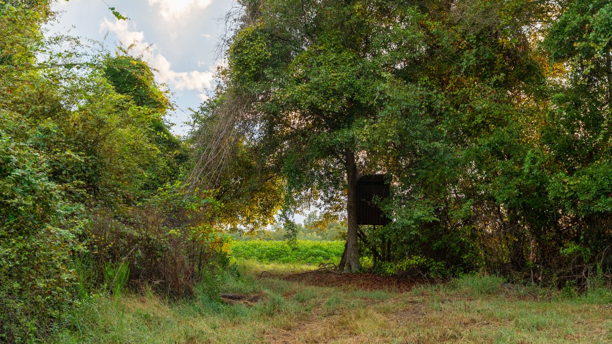 Image for The Moore Farm - 258± Acres - Row Crop Farmland, Timber, Creek Bottoms, & Food Plots - Premier Recreational Tracts w/ Improvements