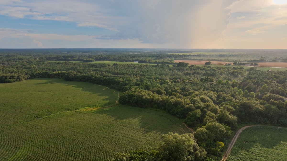 Image for The Moore Farm - 258± Acres - Row Crop Farmland, Timber, Creek Bottoms, & Food Plots - Premier Recreational Tracts w/ Improvements