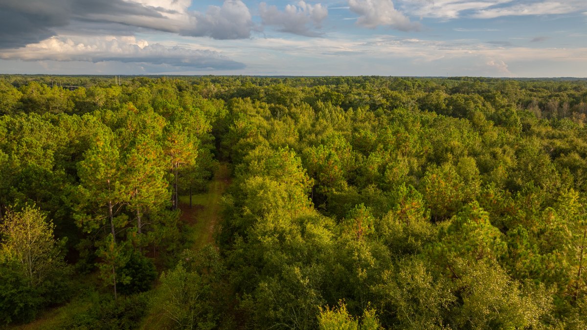 Image for The Moore Farm - 258± Acres - Row Crop Farmland, Timber, Creek Bottoms, & Food Plots - Premier Recreational Tracts w/ Improvements